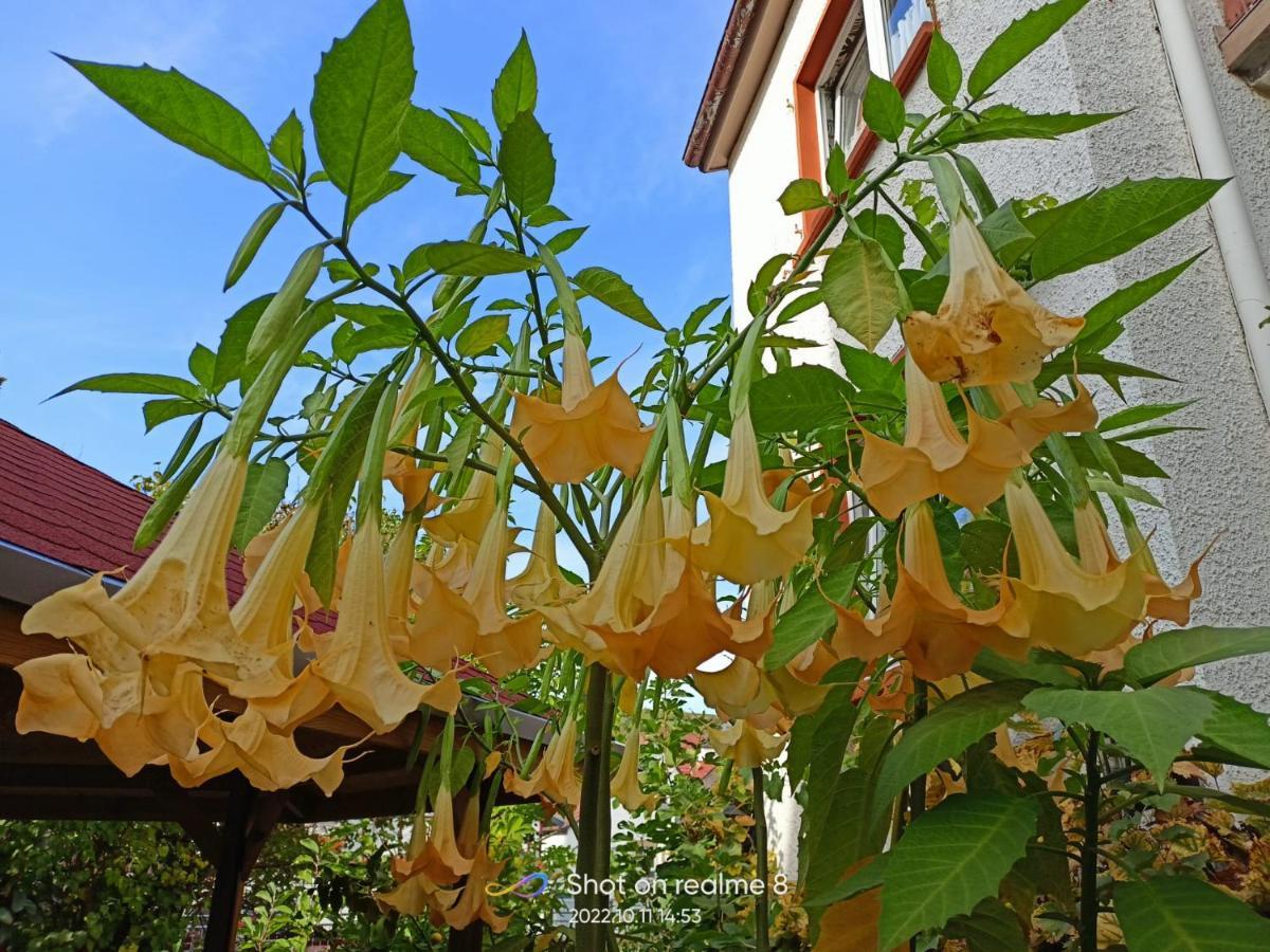 Urlaub Mit Charme In Der Kleinsten Stadt Der Pfalz. Obermoschel Esterno foto